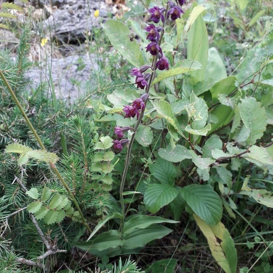 Elleborine violacea 12