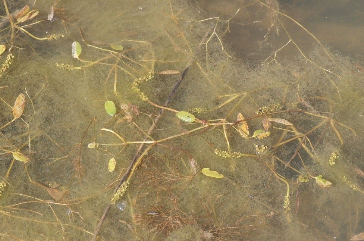 Gras-Laichkraut 13