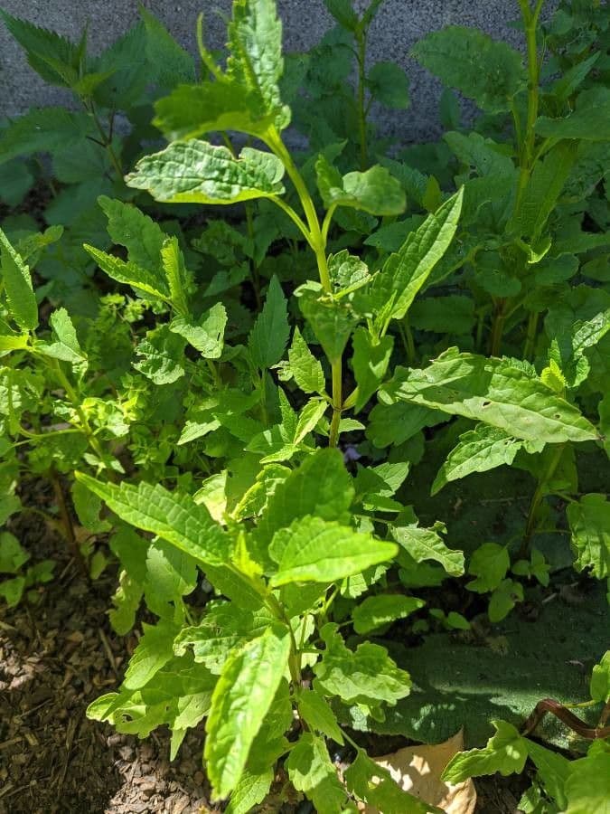 Scutellaria 19