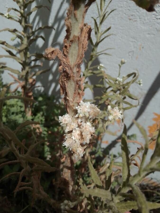Gnaphalium californiano 15