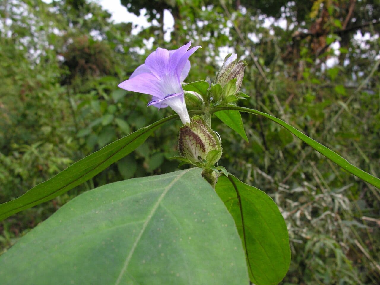 Barleria 10