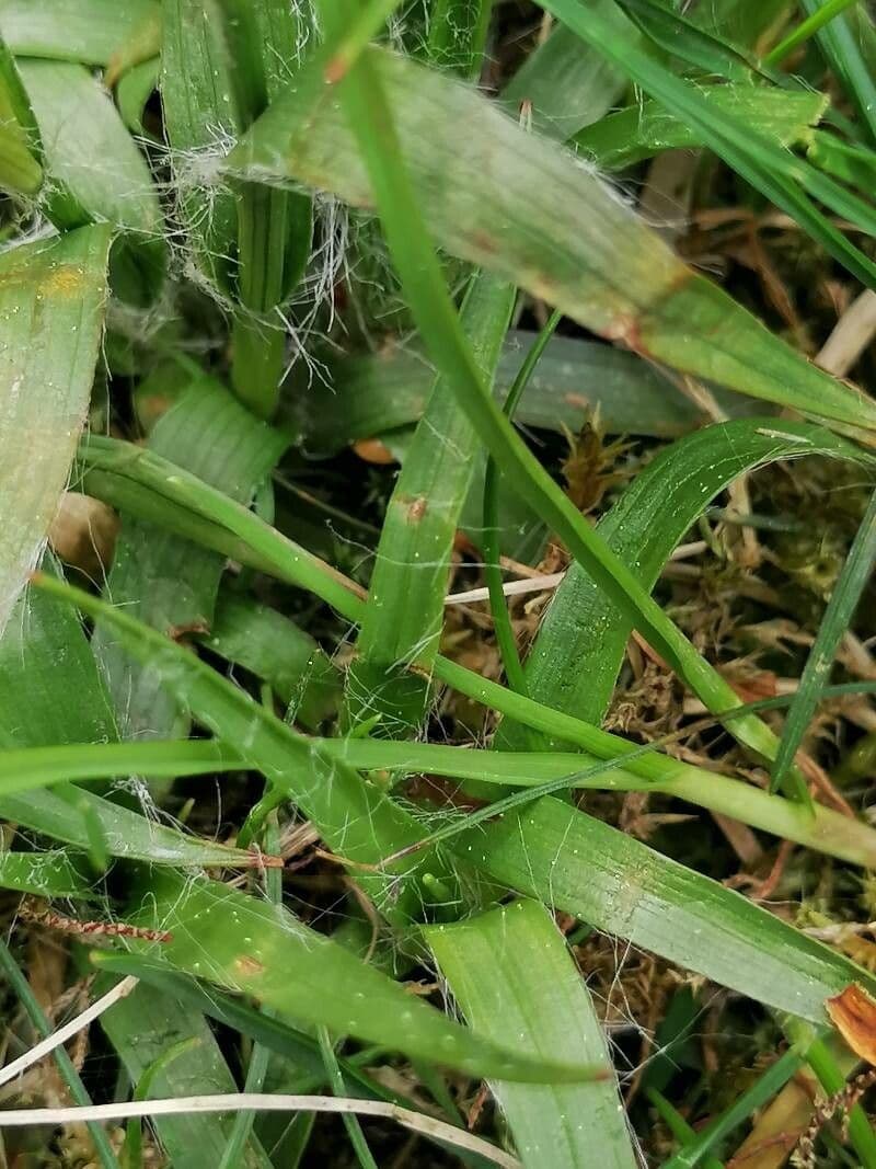 Erba lucciola comune 19