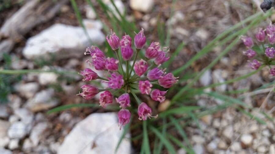 Aglio perenne 5