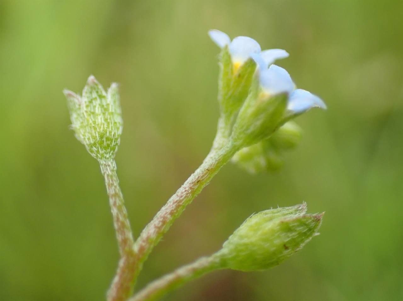 Forget-me-not 3
