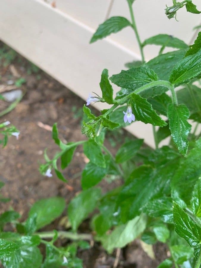 Lobelia 6