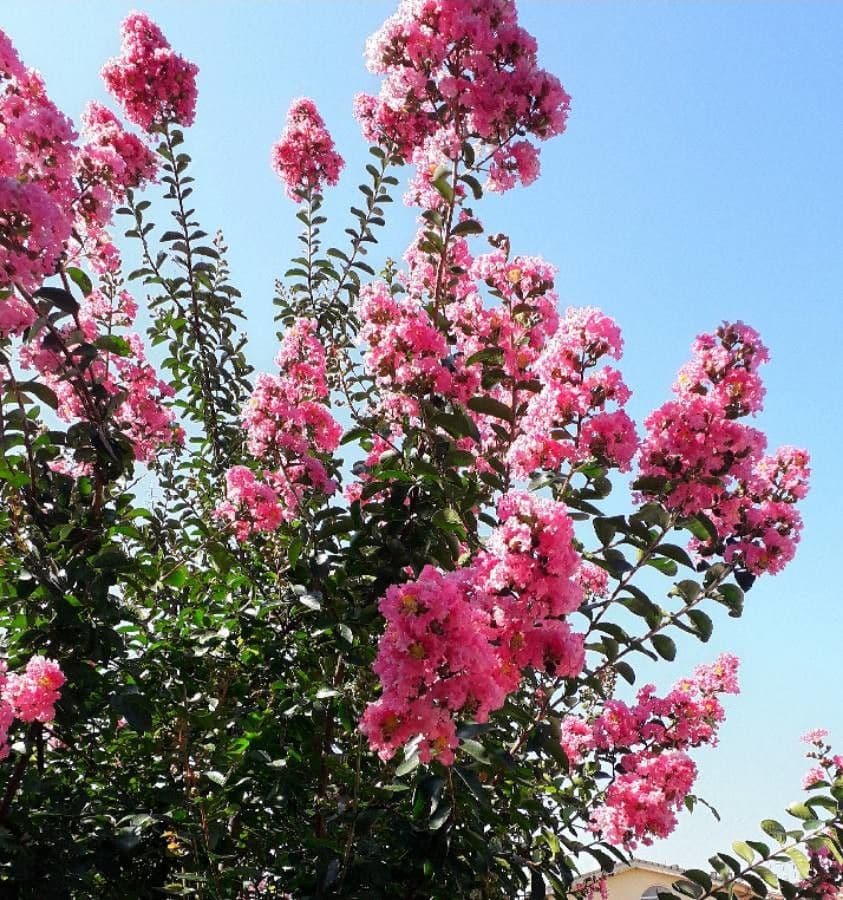 Lagerstroemia 8