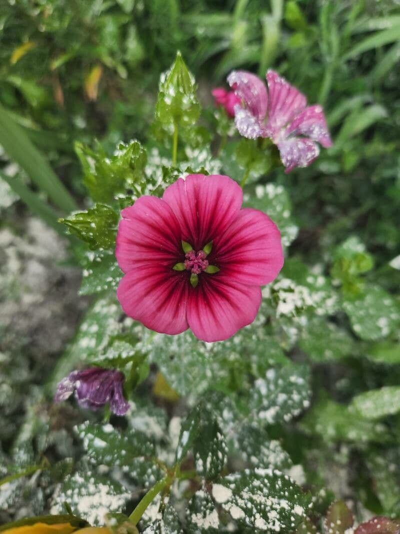 Malope 3