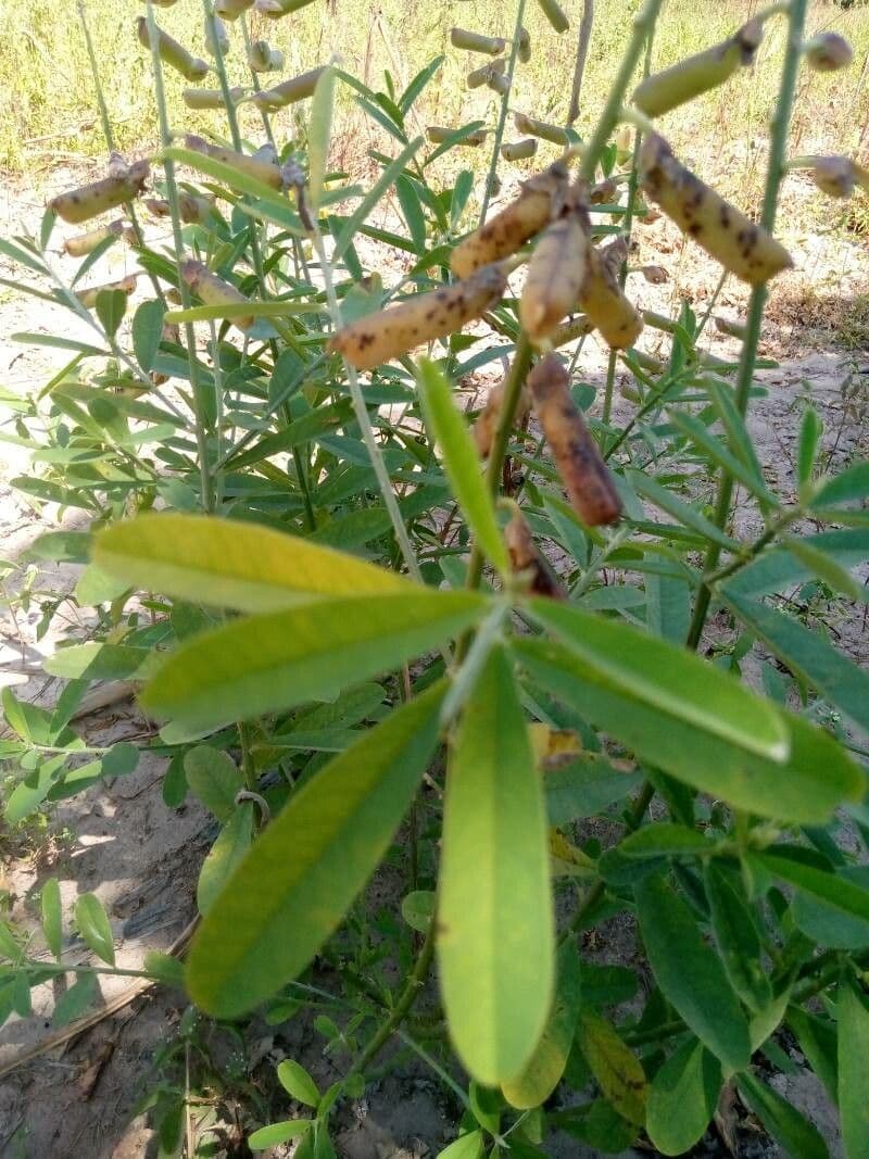 Crotalaria trichotoma 11