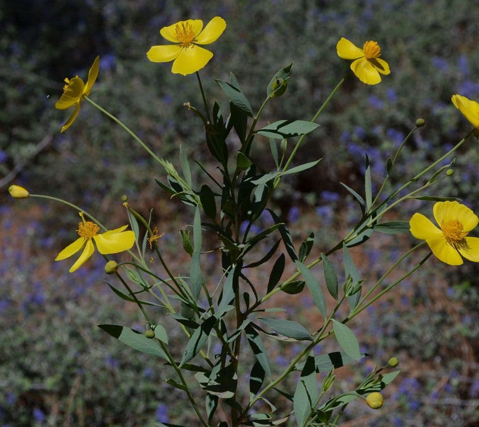 Dendromecon rigida 12