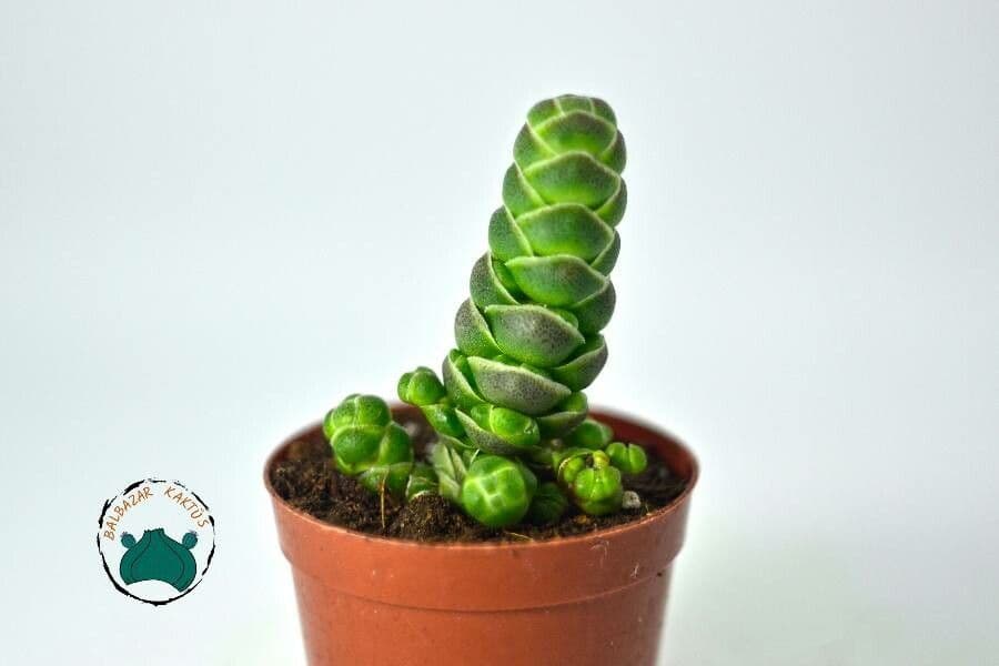 Crassula 10