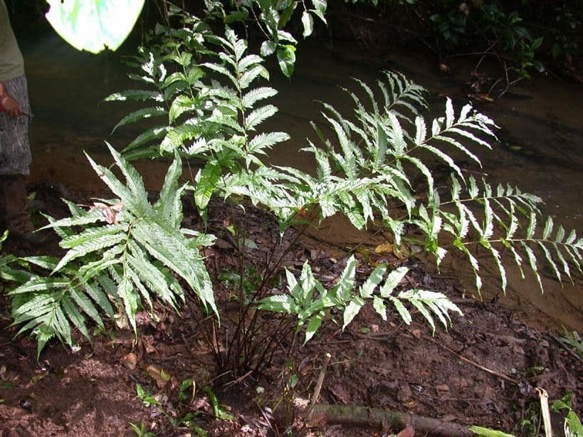 Tektaria wcinana 4