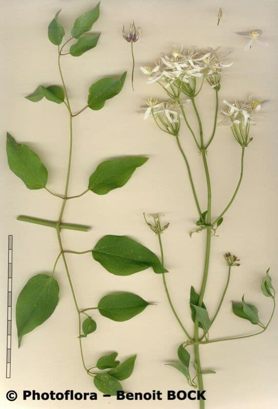 Clematis recta 24