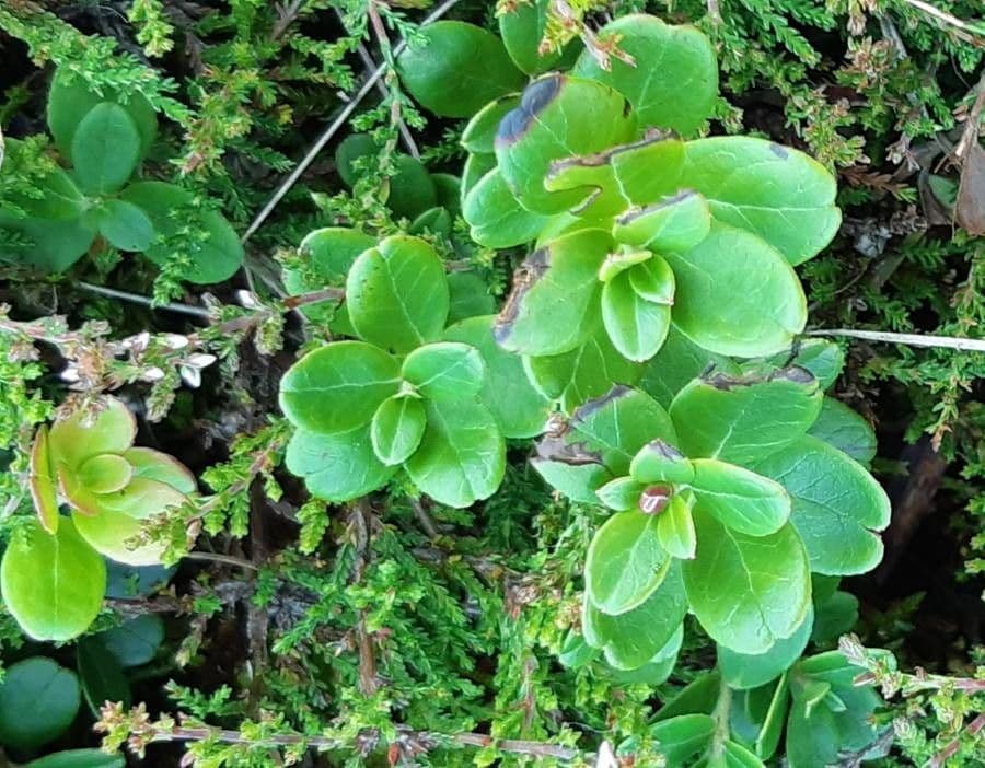 Borówka brusznica 16