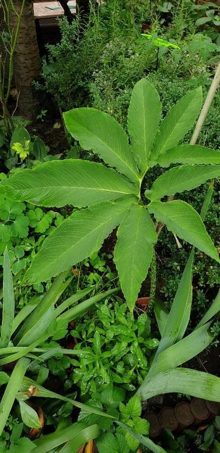 Sauromatum 19