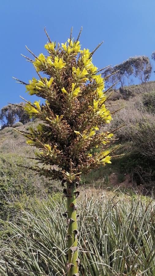 Puya 3