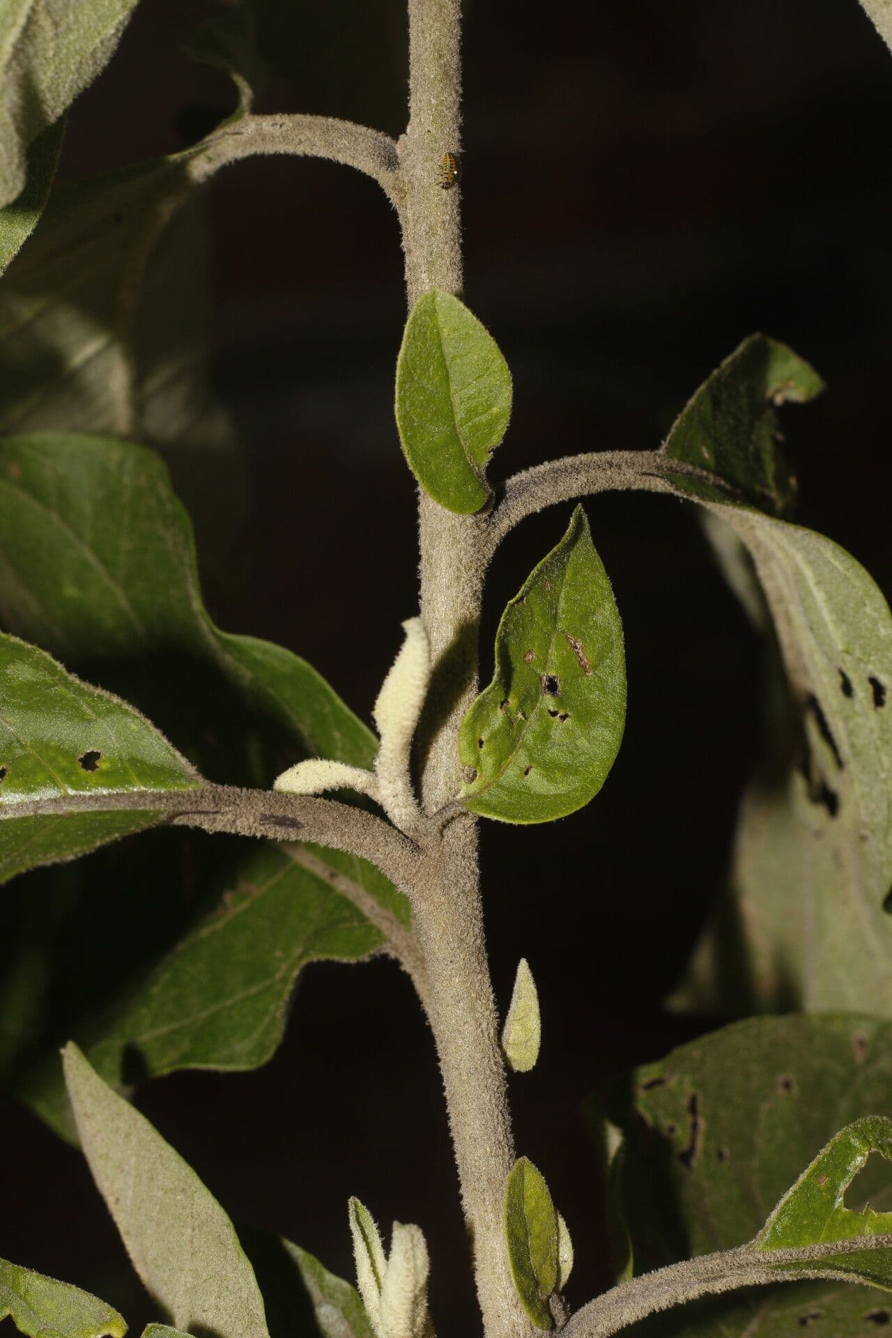 Cestrum tomentoso 7