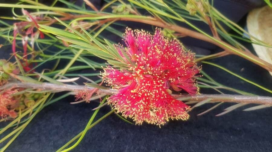 Melaleuca 6