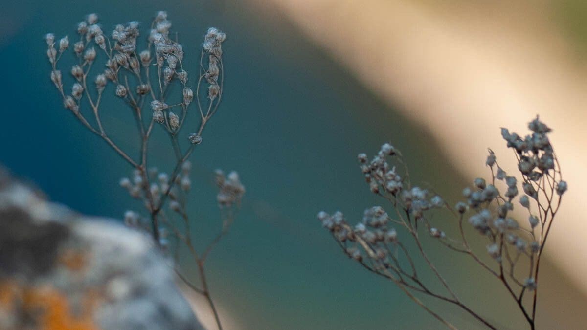 Gipsofila paniculada 4