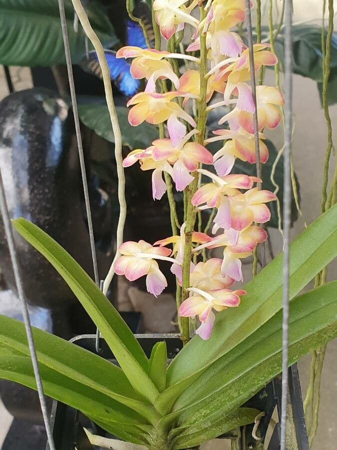 Aerides 8