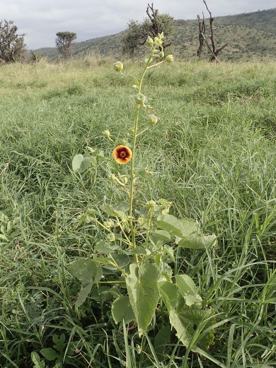 Abutilon 9