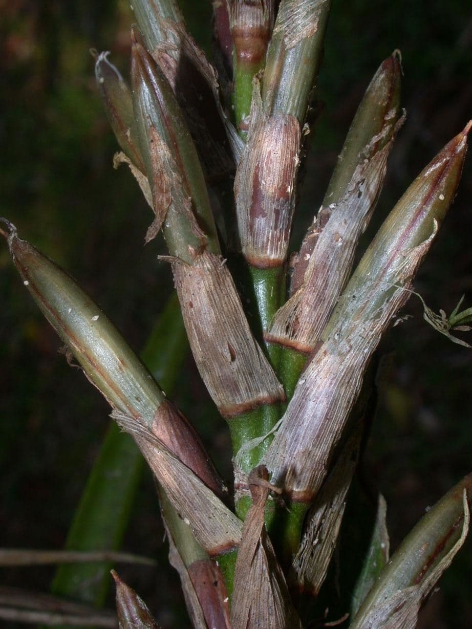 Guzmania monostachia 23