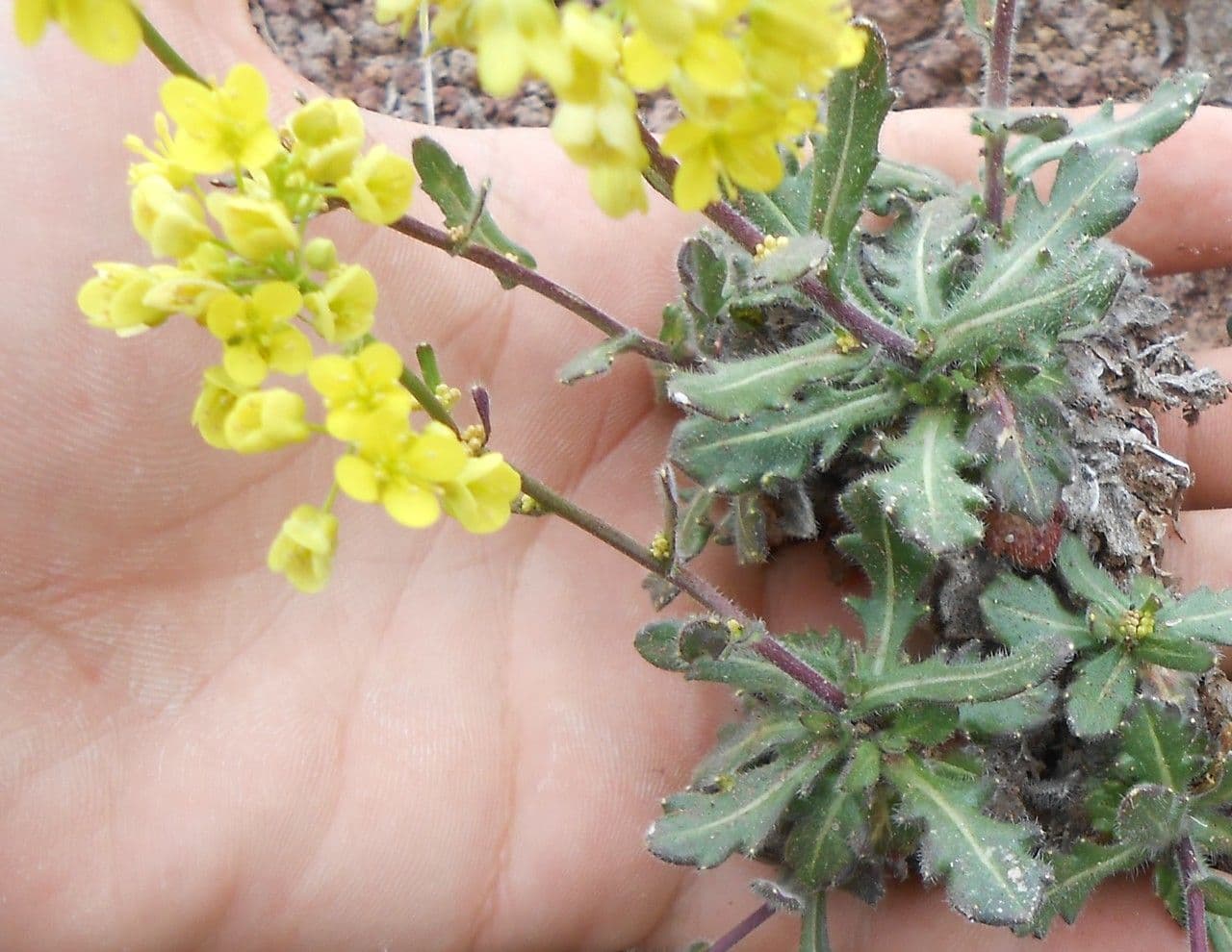 Biscutella arvernensis 12