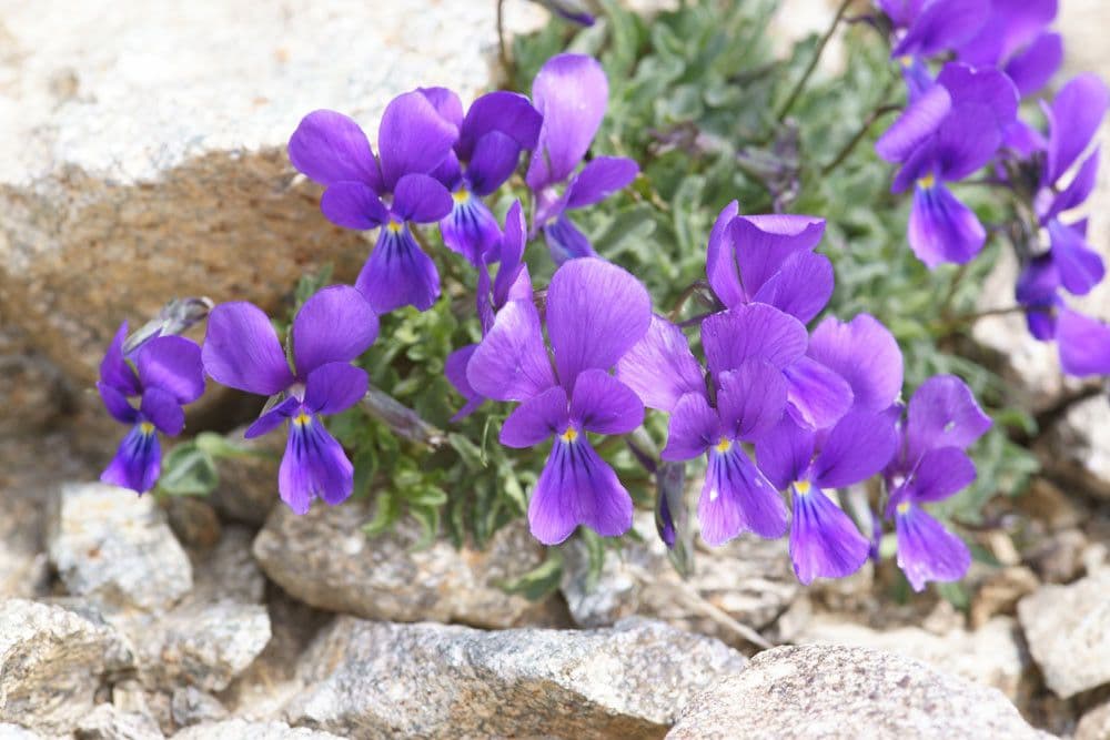 Viola 8