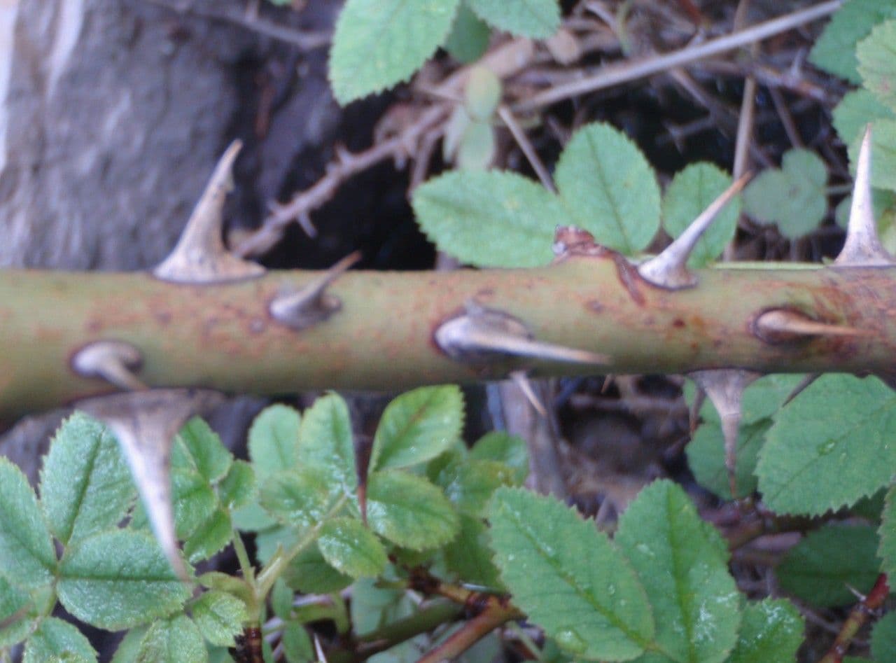 Rosa tomentosa 25