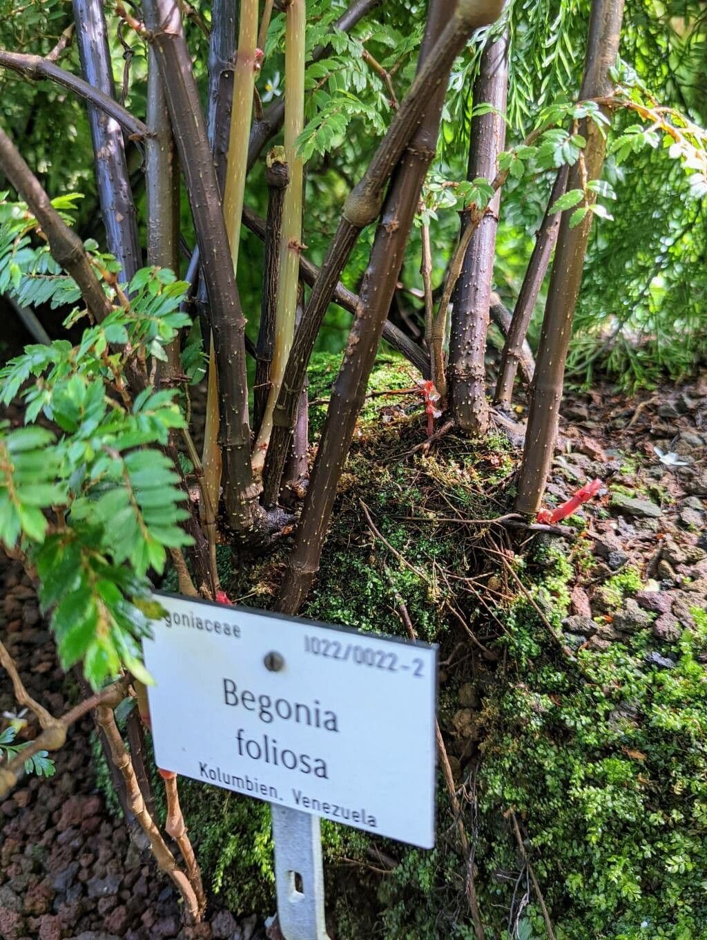 Fuchsie-Begonie 16