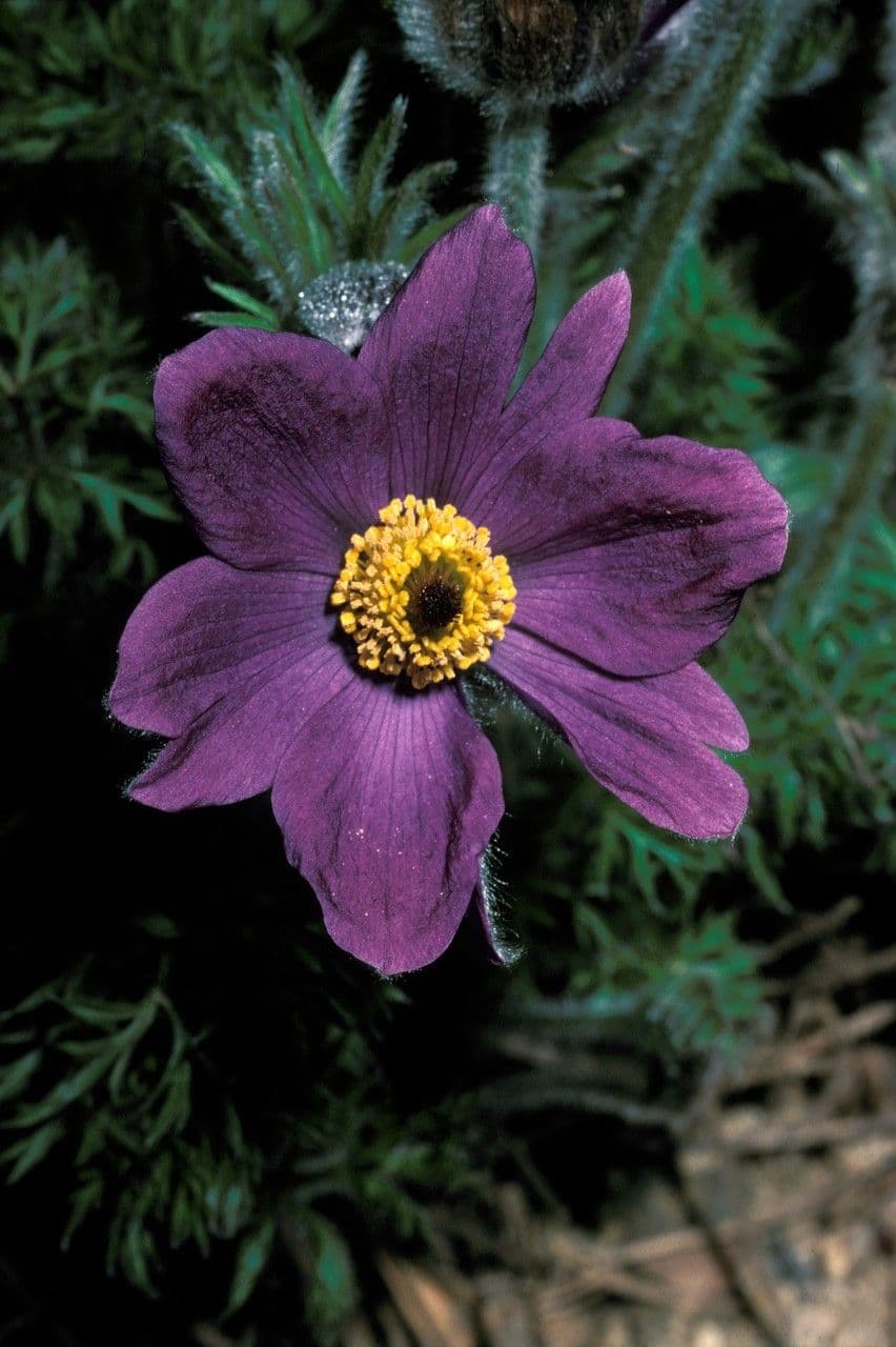Pulsatilla