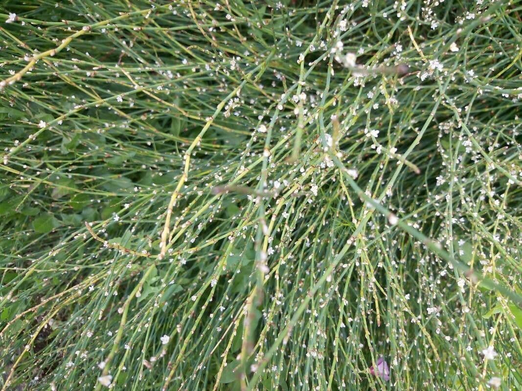 Polygonum 5