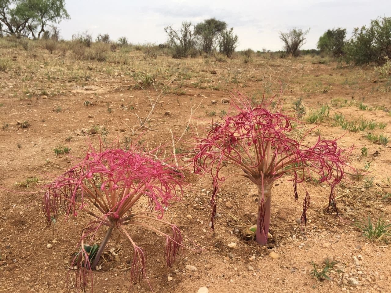 Ammocharis 8