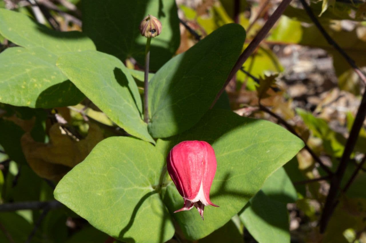 Clematide coriacea 5