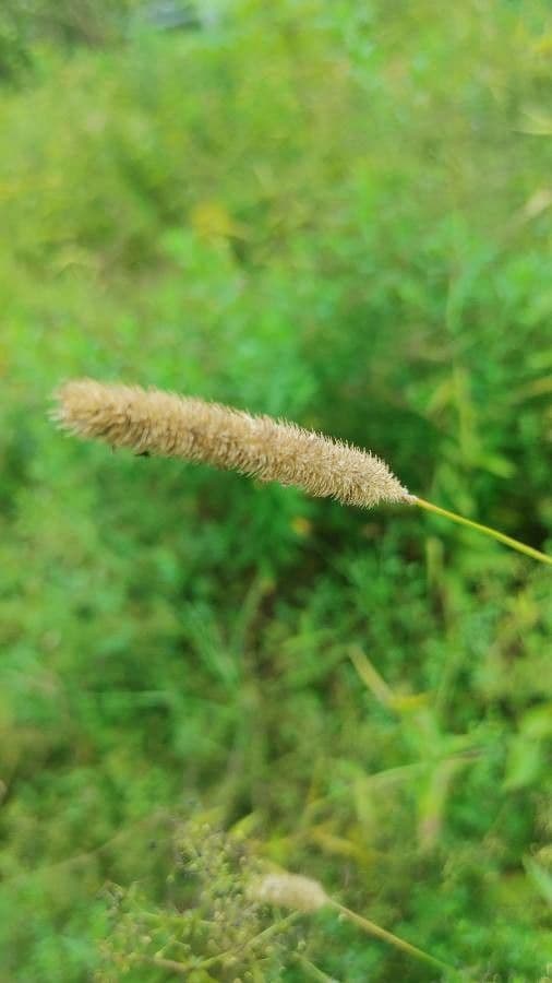 Codolina 6
