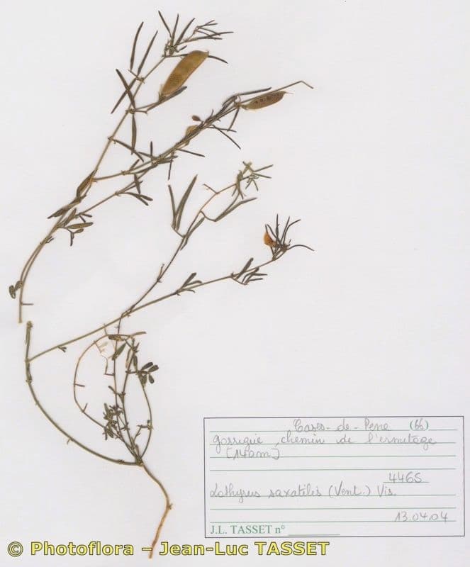 Chícharo 11
