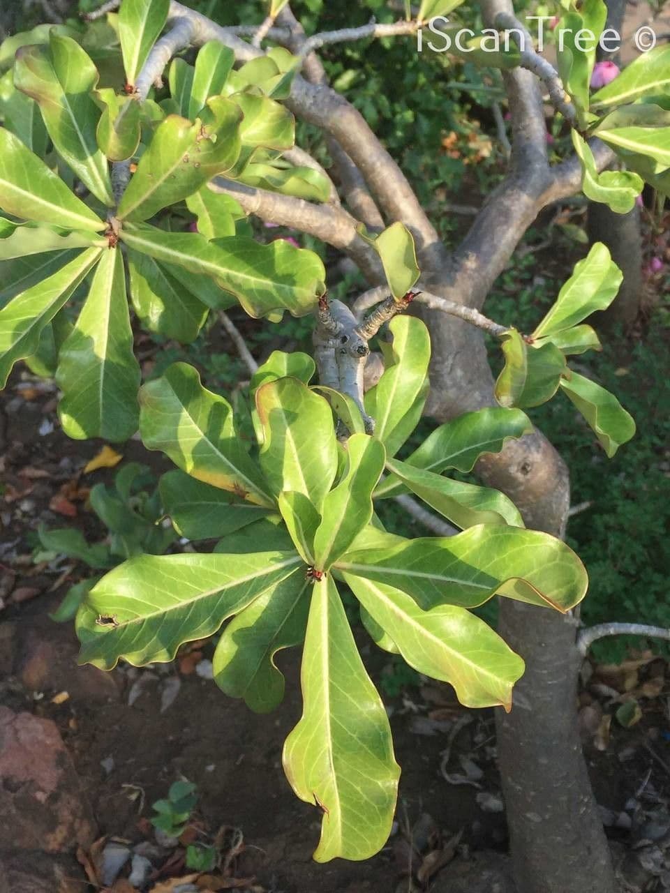 Lilipop impala 6