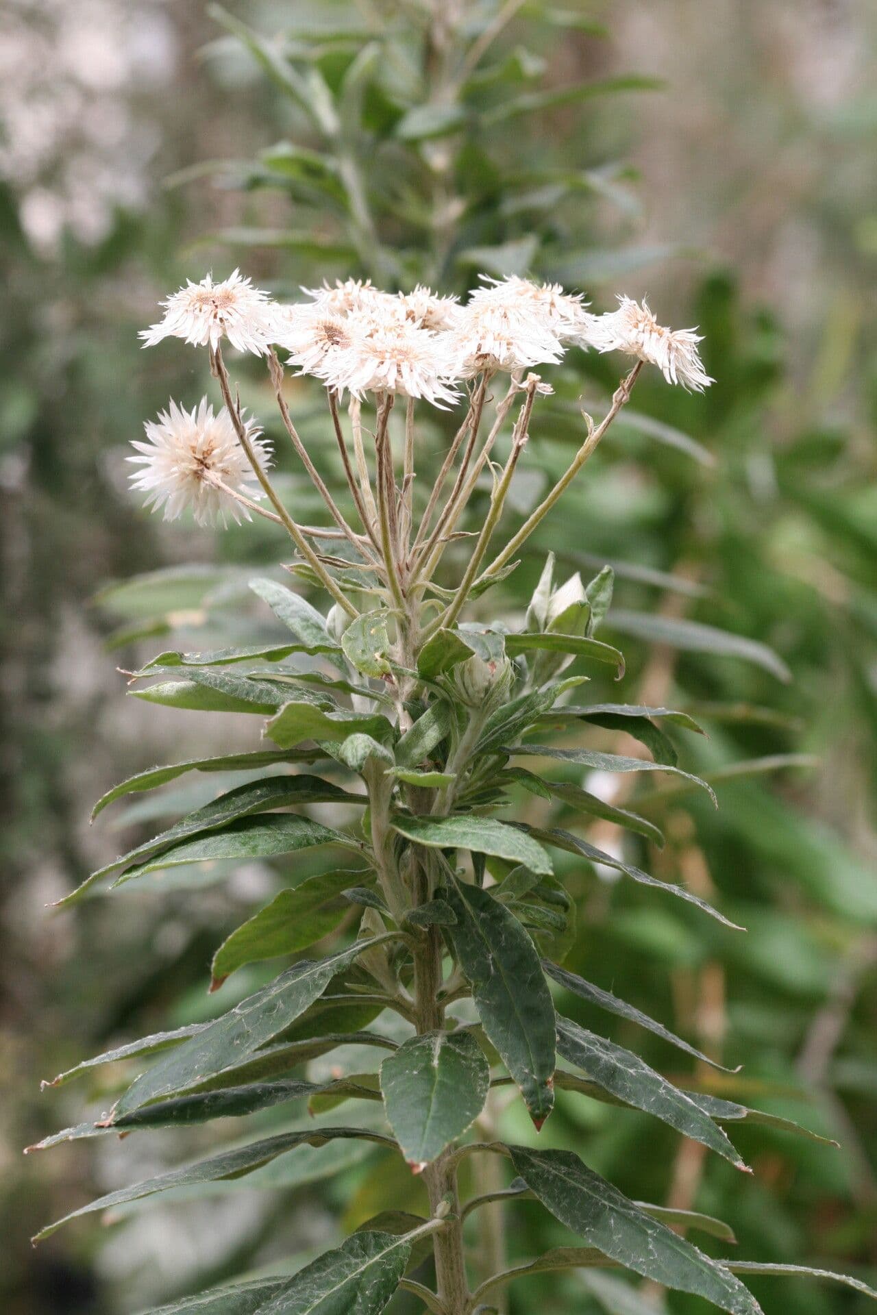 Coronidium 2