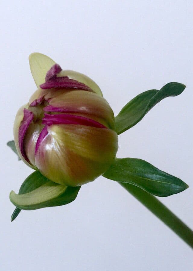 Dalia 29
