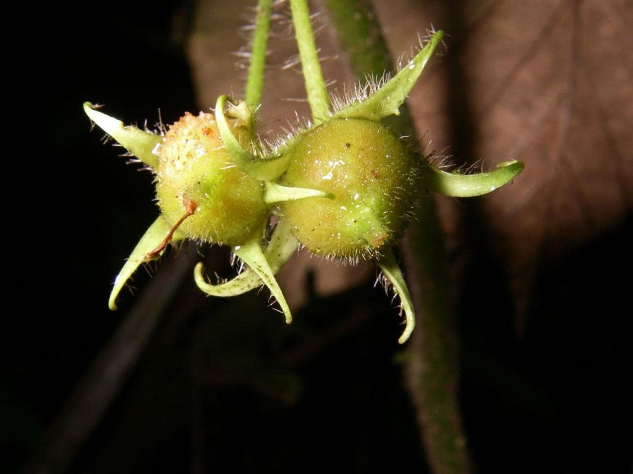 Besleria