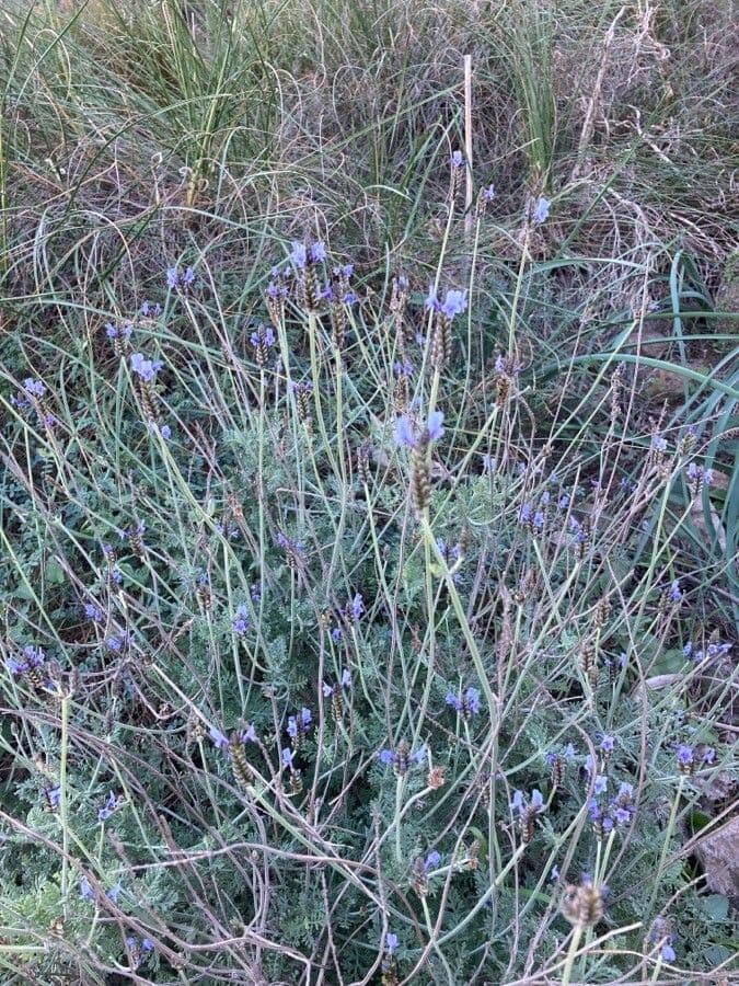 Lavanda multifida 9