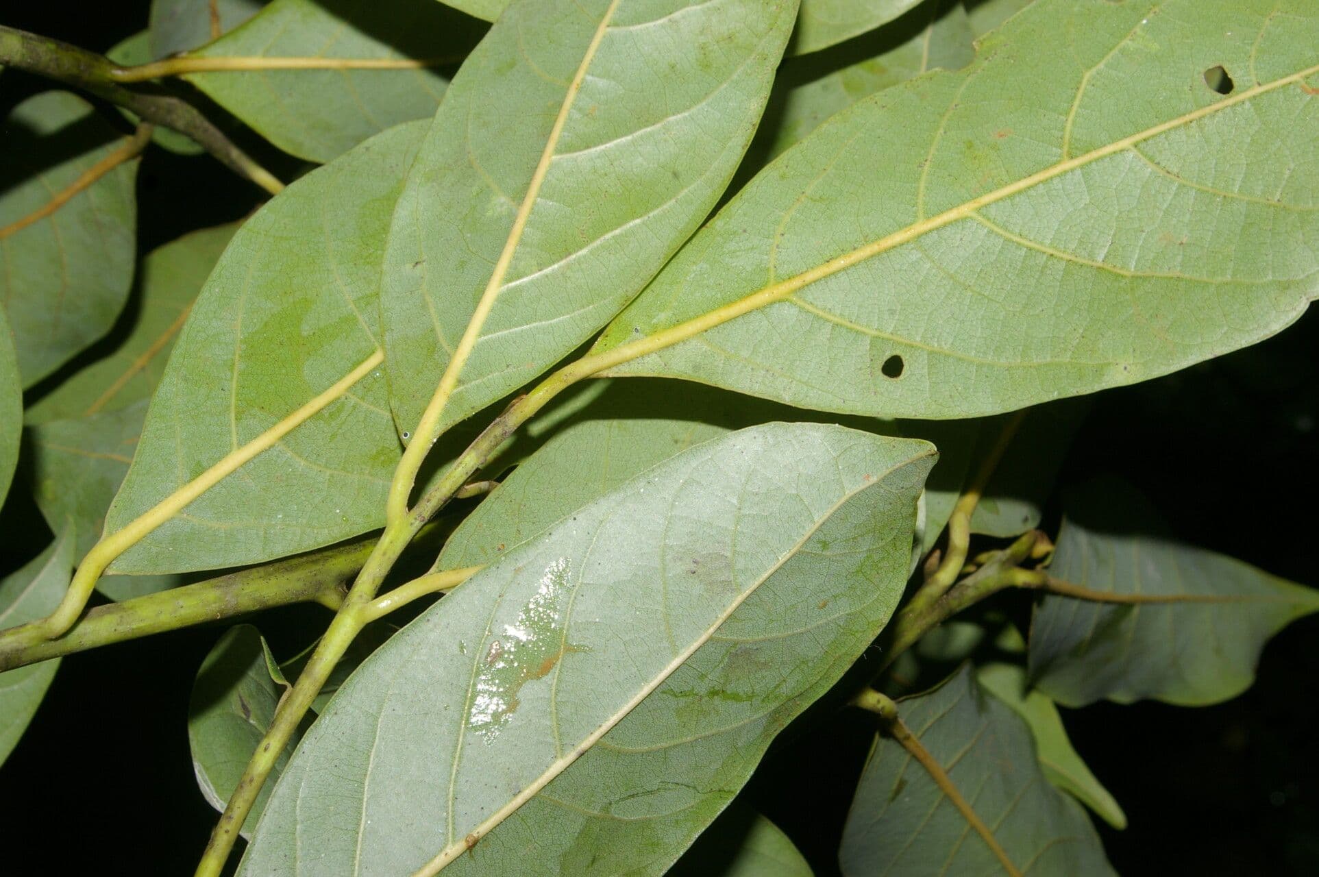 Ocotea 12