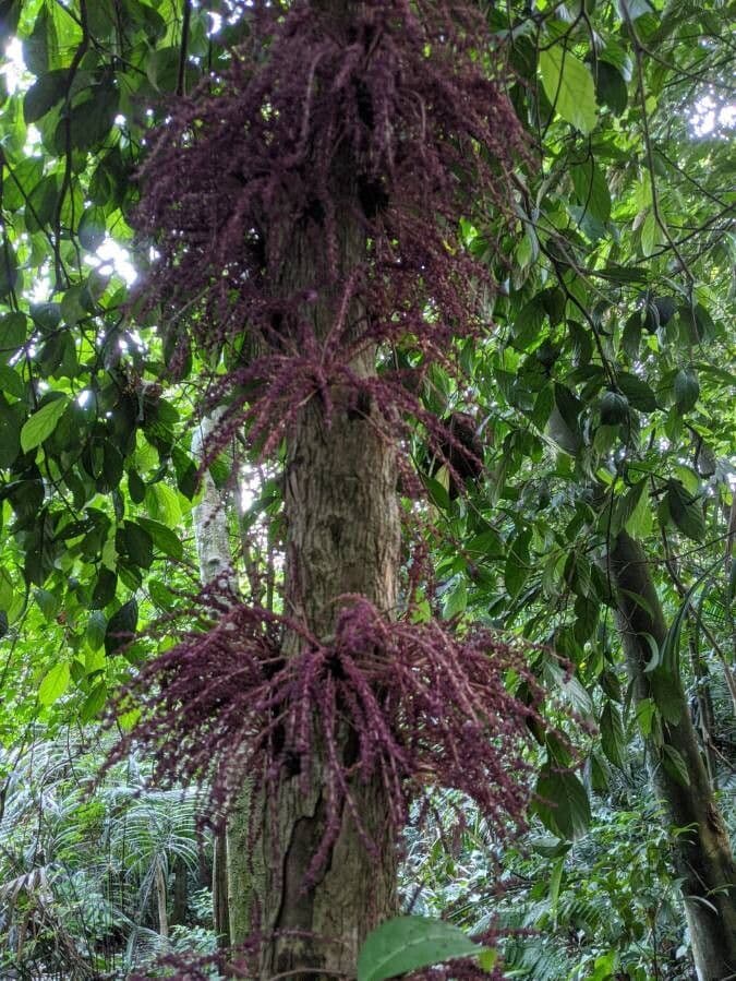 Baccaurea di Courtallum 2