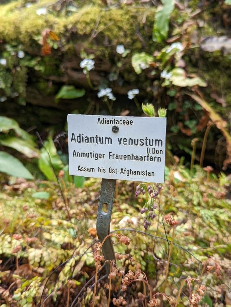 Sleziníkte 14