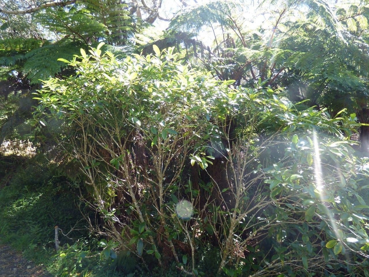 Claoxylon 11