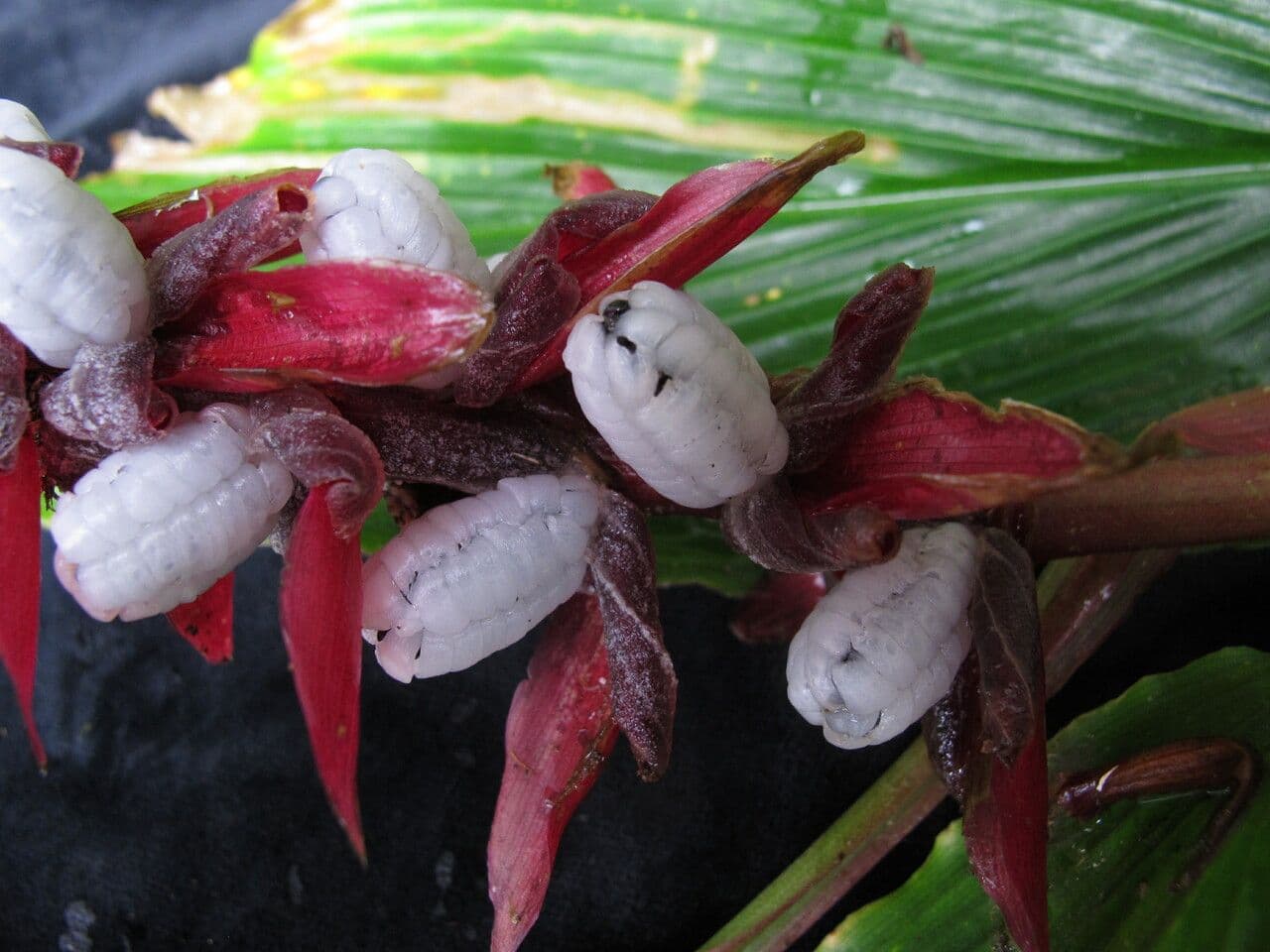 Cautleya