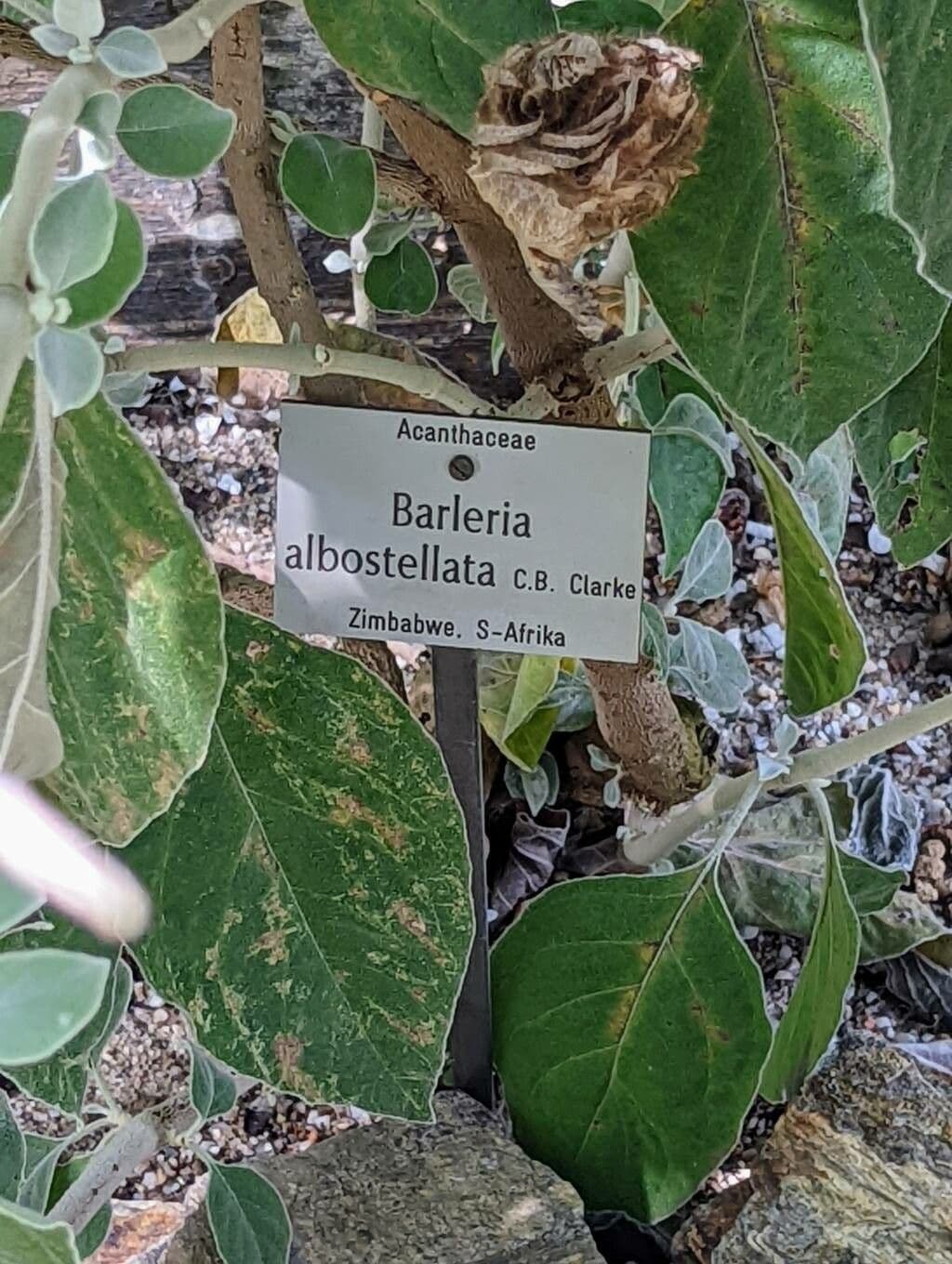 Barleria 10