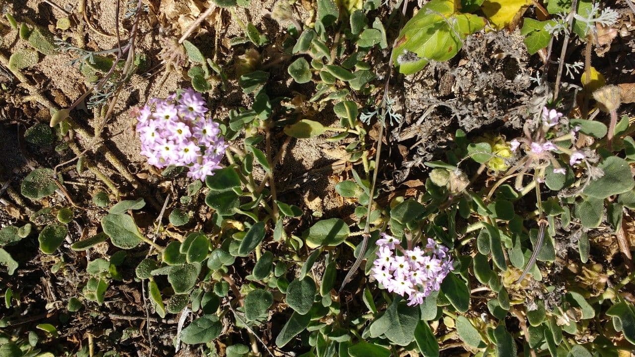 Abronia umbellata 14