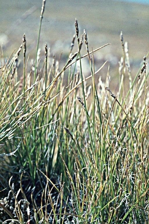 Kobresia myosuroides 5