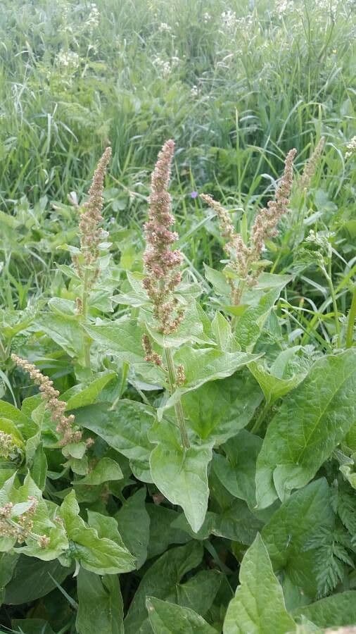 Komosa strzałkowata 8