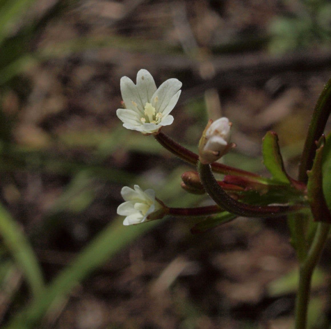 Epilobium lactiflorum 6